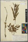 Foto von Salix purpurea L. x Salix viminalis L.